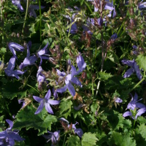 Campanula poscharskyana 'Blauranke'