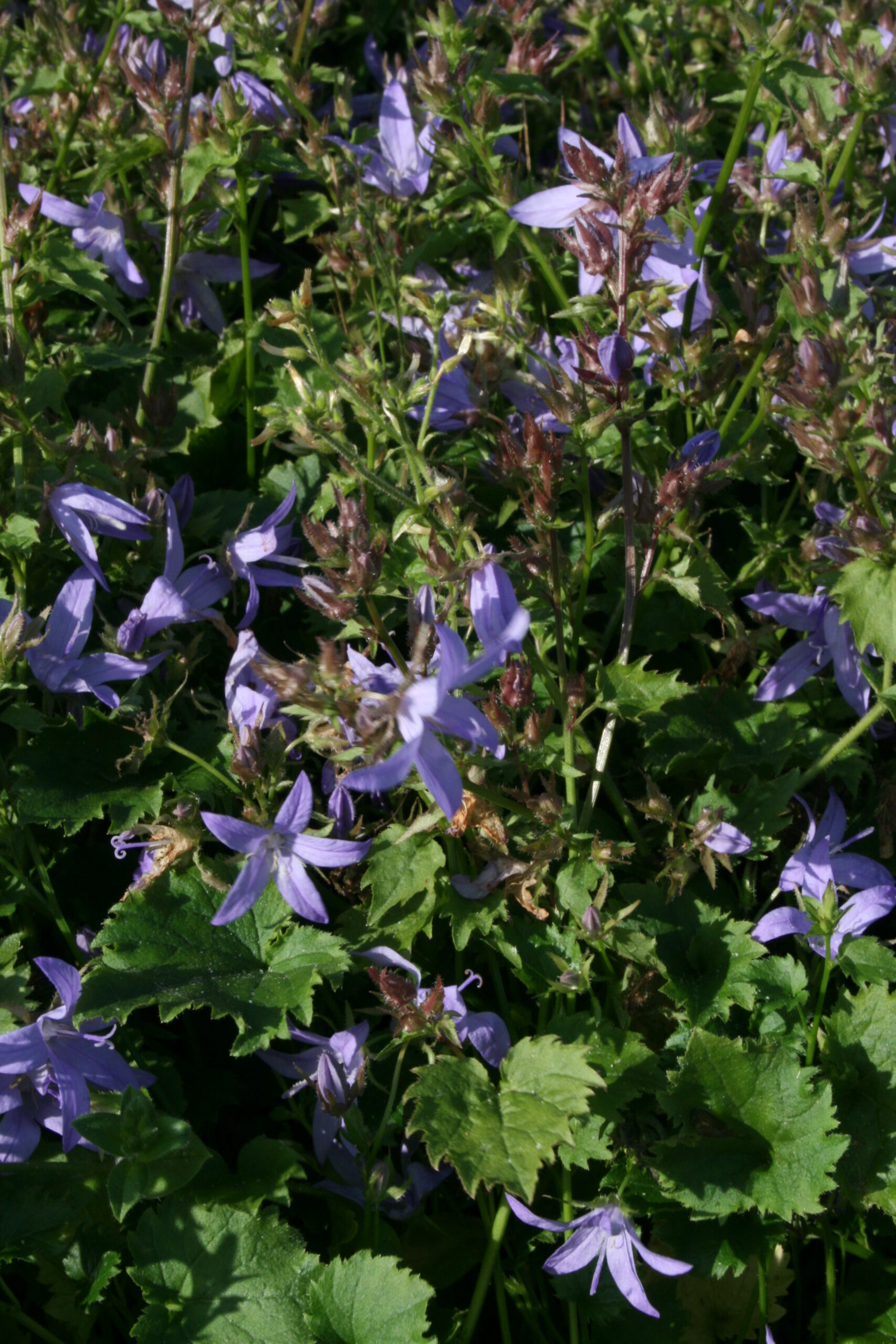 Campanula poscharskyana 'Blauranke'