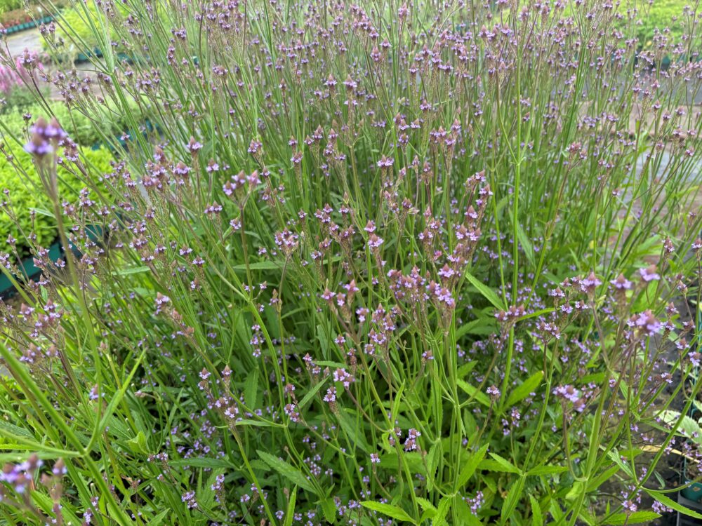Verbena hastata 'Lavender Spires'