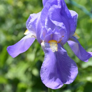 Iris pallida 'Fiesole'