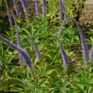 Veronicastrum sibiricum 'Apollo'