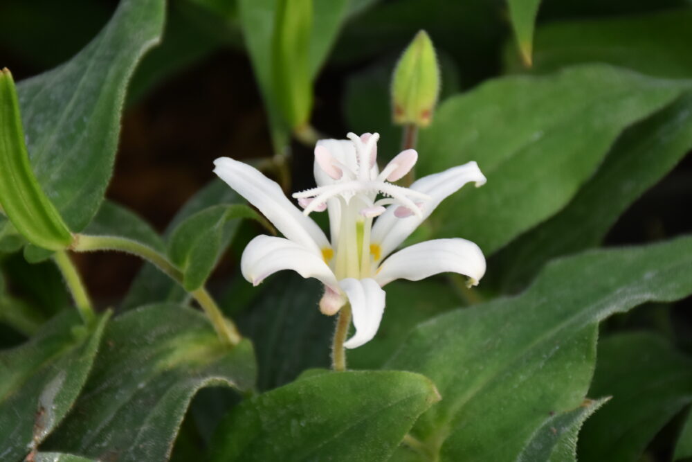 Tricyrtis hirta 'Alba'