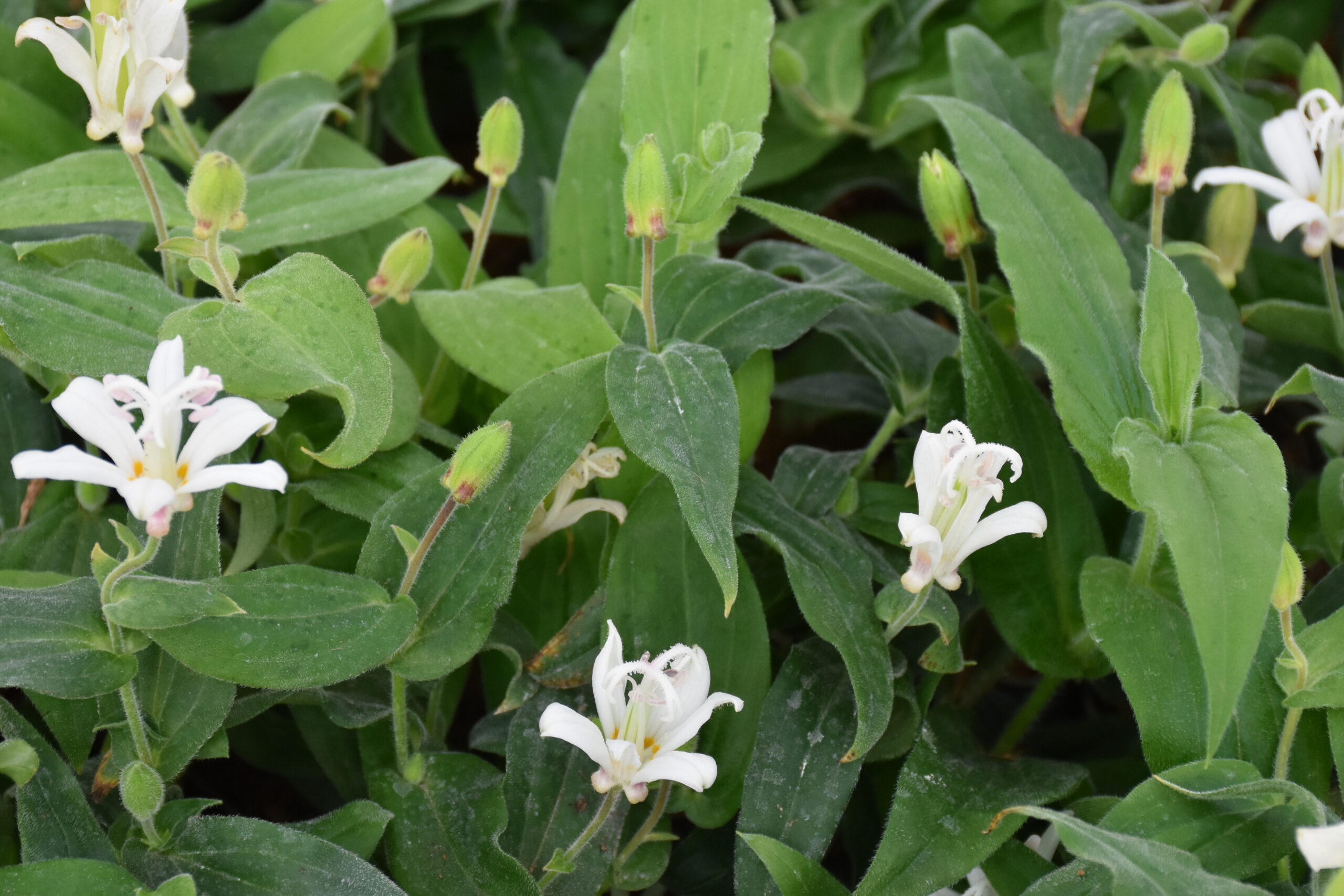 Tricyrtis hirta 'Alba' – Bild 2