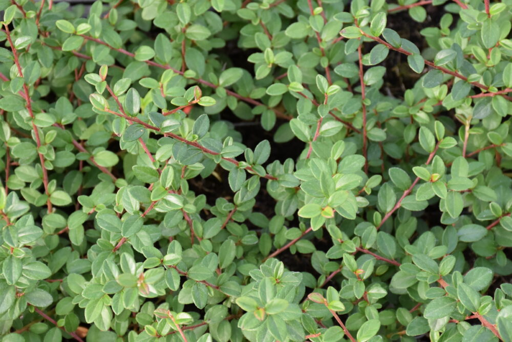 Cotoneaster dammeri 'Coral Beauty'