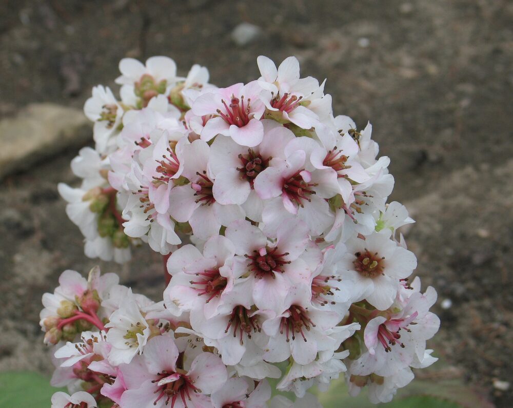 Bergenia cordifolia 'Schneekönigin'