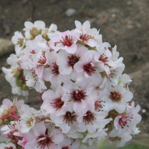 Bergenia cordifolia 'Schneekönigin'