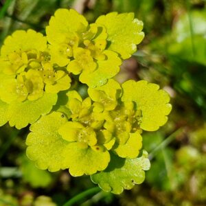 Chrysosplenium alternifolium