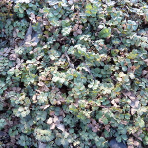 Acaena microphylla 'Dichte Matte'