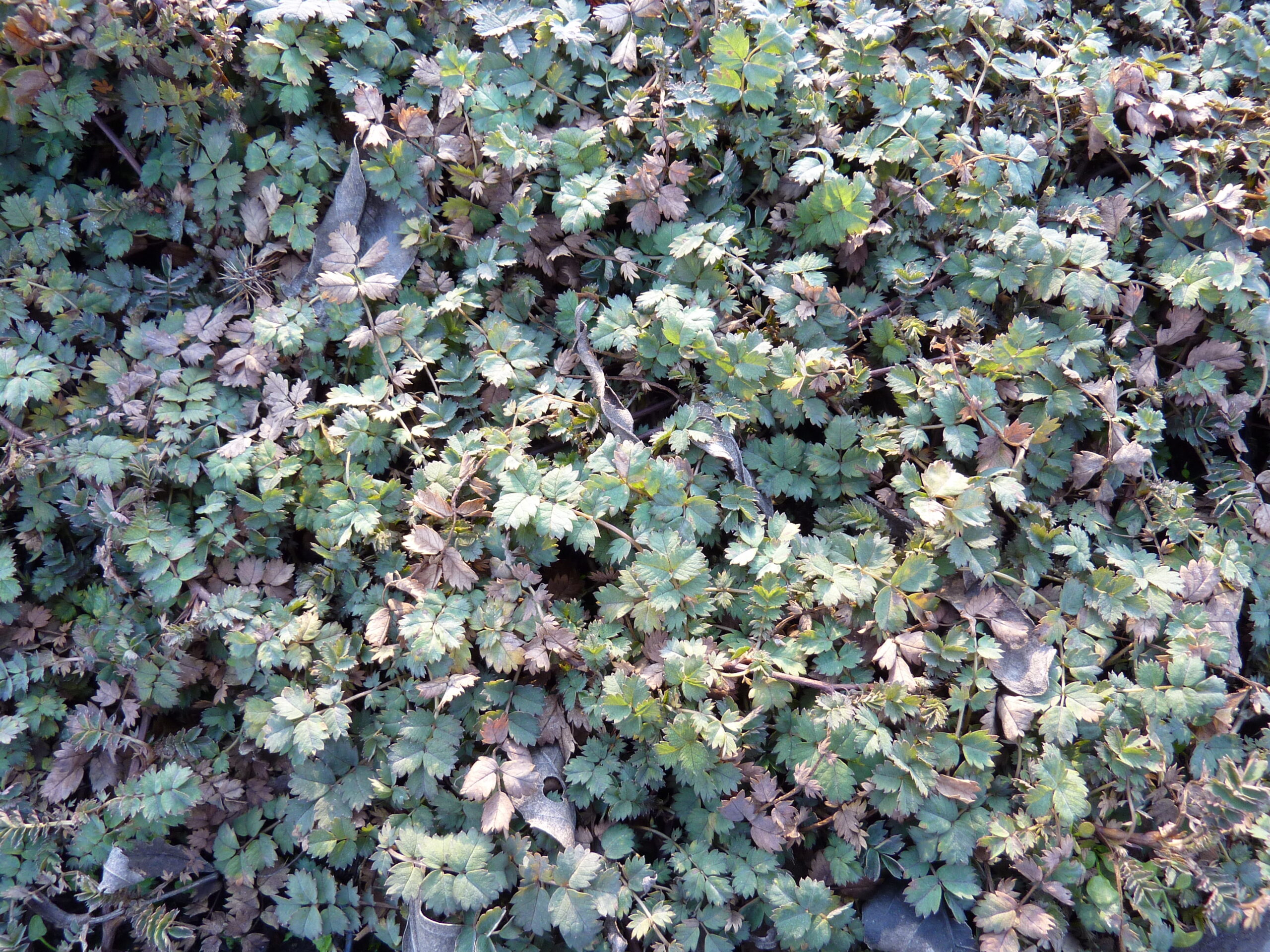 Acaena microphylla 'Dichte Matte'
