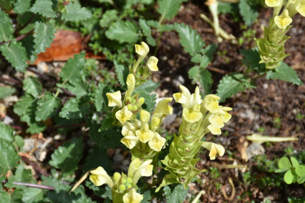 Scutellaria orientalis