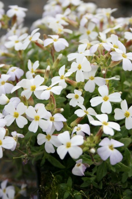 Aubrieta x cult. 'Florado White'