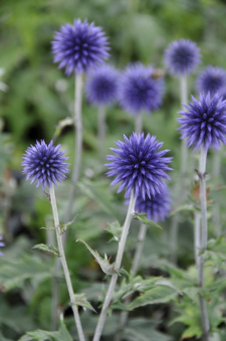 Echinops bannaticus 'Blue Glow'