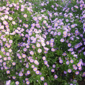 Aster novi-belgii, blau